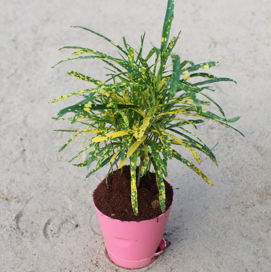 Chironji Croton | 4 Inch Pink Florence Self Watering Pot