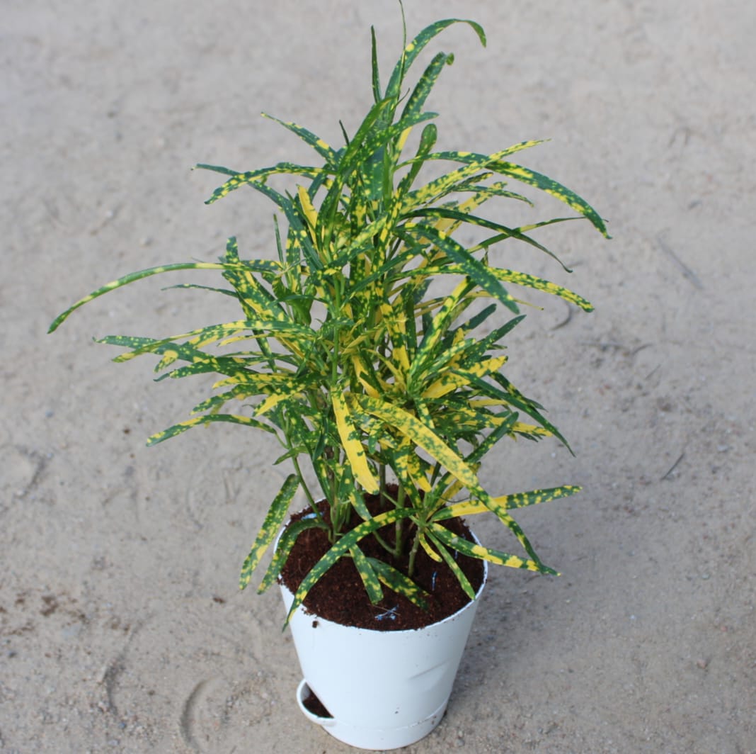 Chironji Croton | 4 inch White Florence Self Watering Pot