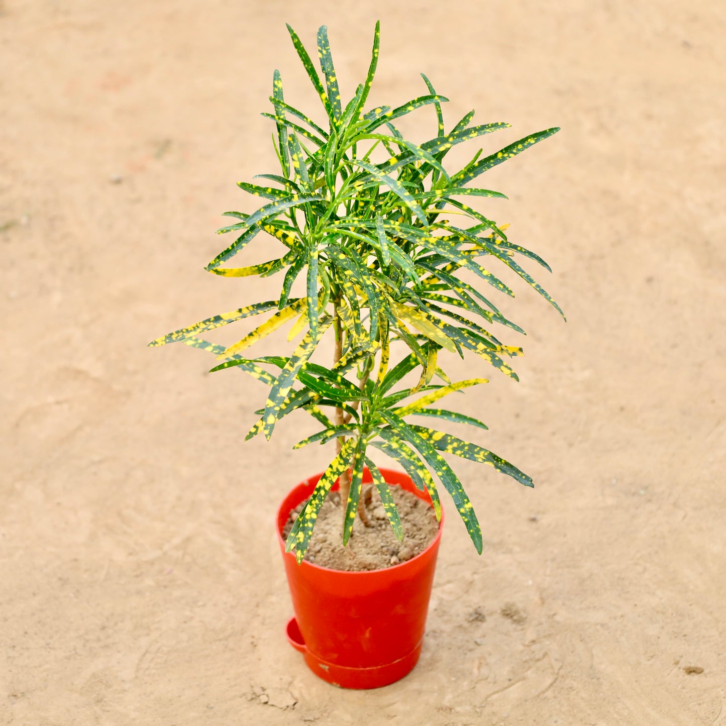 Chironji Croton | 4 inch Red Florence Self Watering Pot