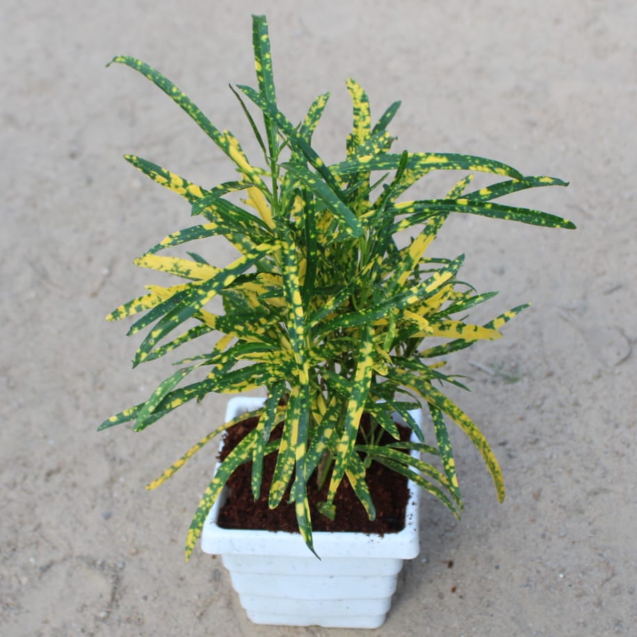 Chironji Croton | 4 inch White Marble square Pot
