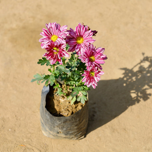 Buy Chrysanthemum-Guldawari any Color | 4 Inch Plant Nursery Bag โ Outdoor plant online at Limkrt India
