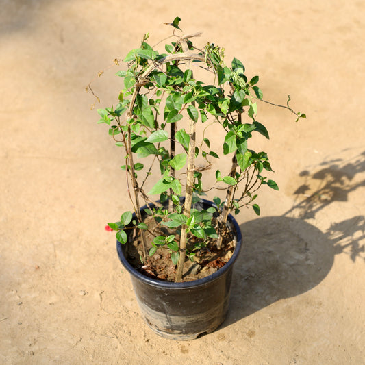 Buy Cluster vine Blue | 8 Inch Plant nursery pot โ Outdoor plant online at Limkrt India