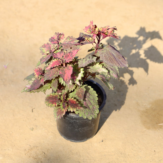 Buy Coleus Brown | 4 Inch Plant nursery pot โ Outdoor plant online at Limkrt India