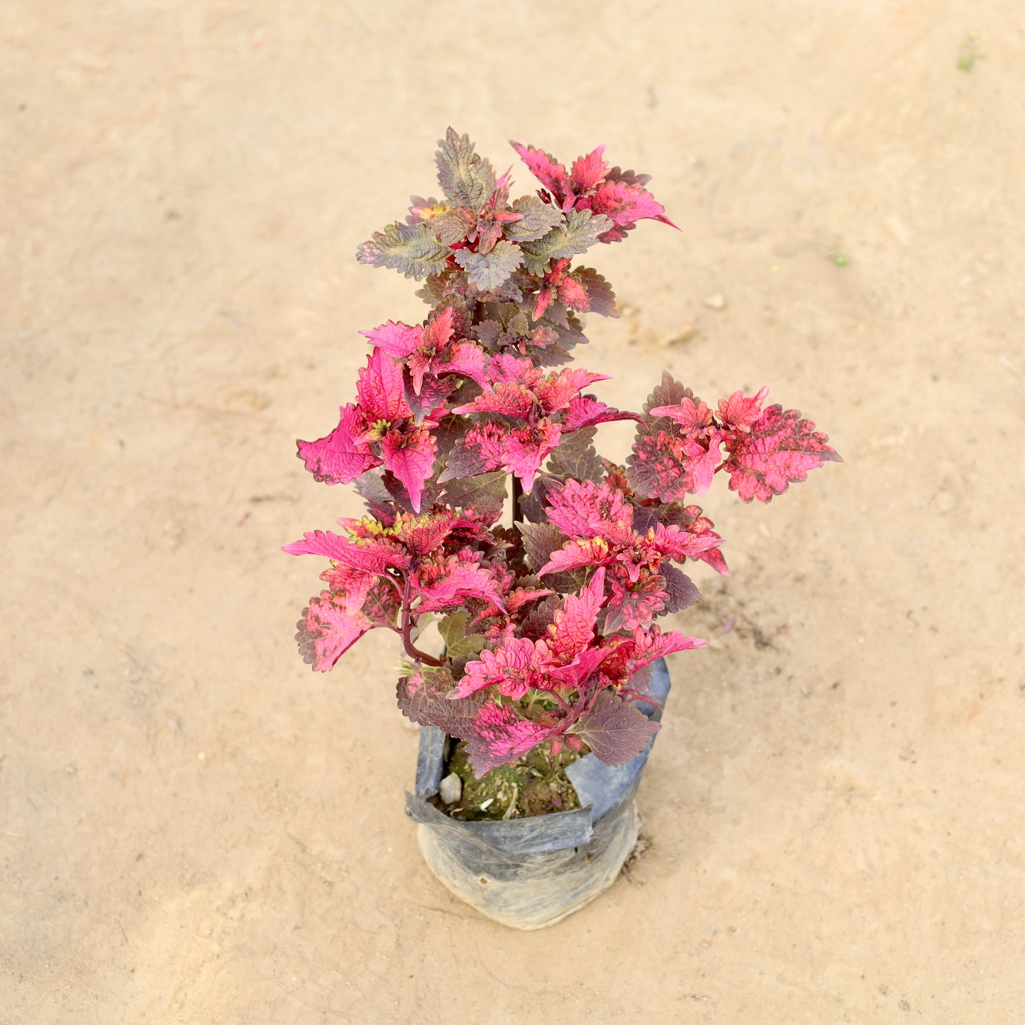 Coleus Red-Brown | 4 inch polybag