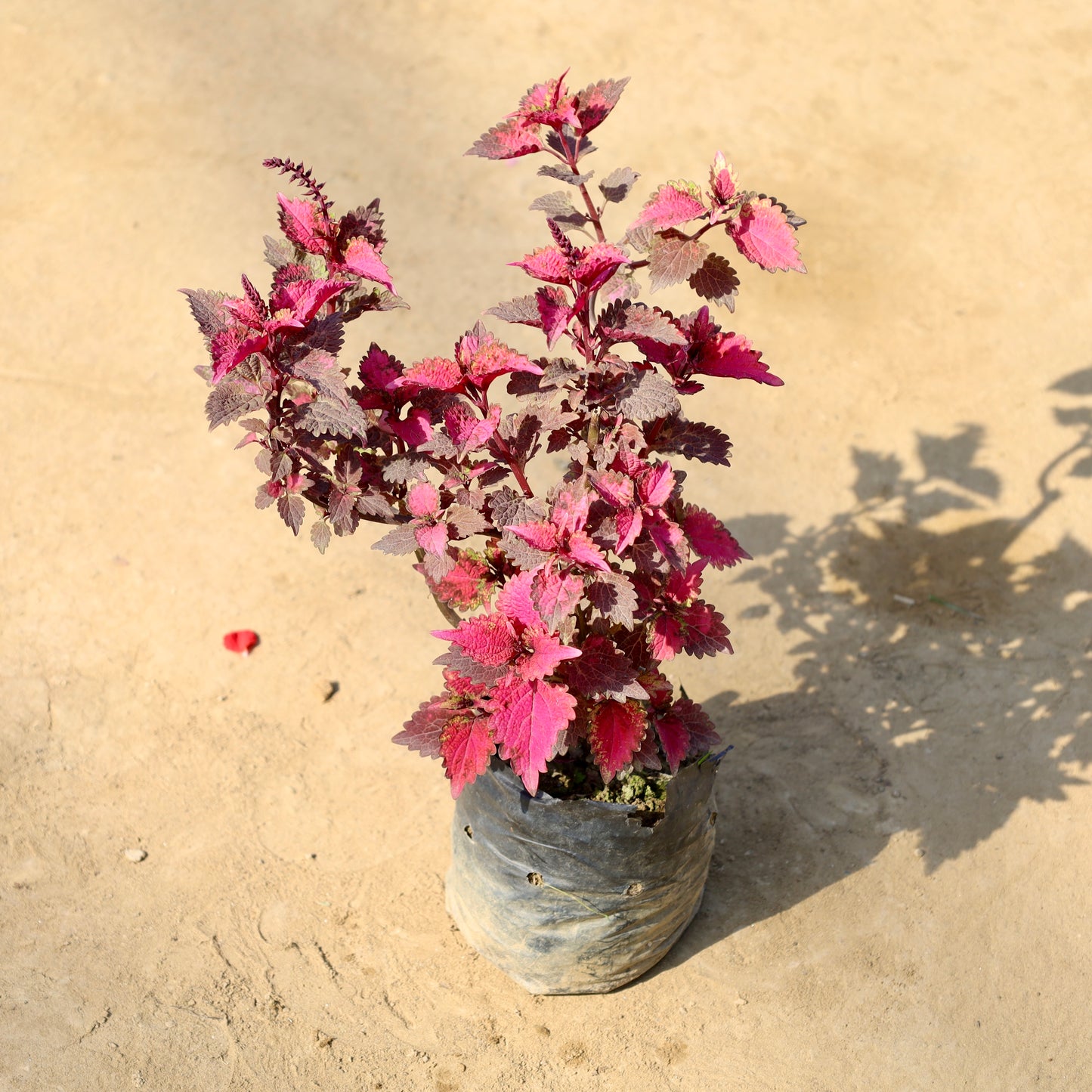 Coleus Red / Brown 4 inch nursery bag