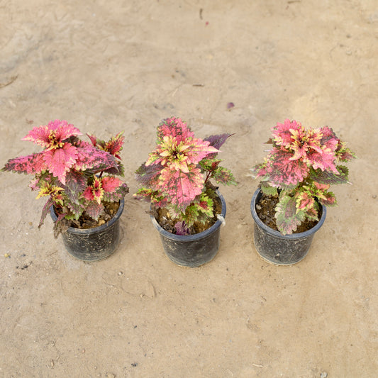 Coleus red-Brown | 4 inch nursery pot