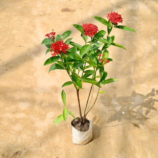 Buy Ixora Red (2-3 ft) | 8 Inch Plant nursery bag โ Outdoor plant online at Limkrt India