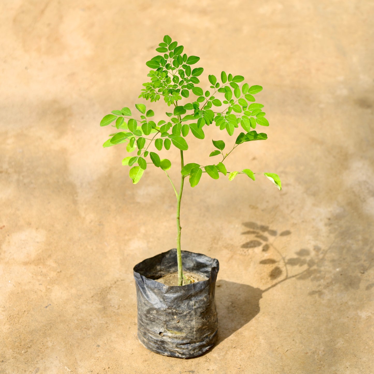 Moringa / sahjan / Drum stick | 4 inch nursery bag