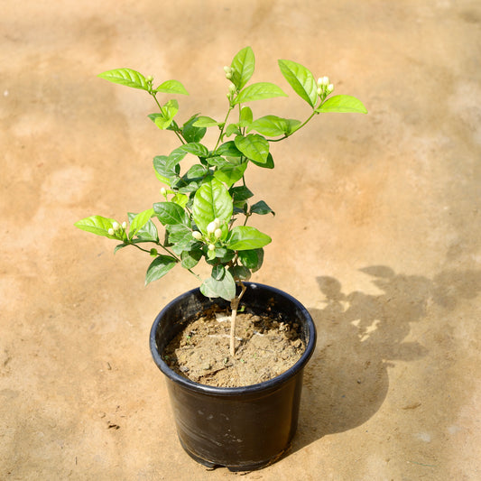 Buy Motia / Mogra Jasmin all time pune variety | 6 Inch Plant nursery pot โ Outdoor plant online at Limkrt India