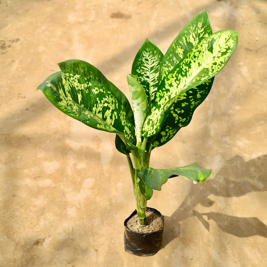 Buy Deiffenbachia Tiger (3.5 ft) in 10 Inch Plant nursery bag โ Outdoor plant online at Limkrt India