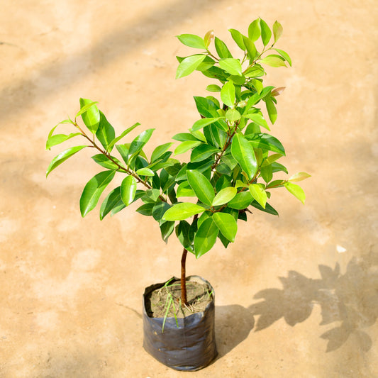 Buy Ficus panda golden | 8 Inch Plant nursery bag โ Outdoor plant online at Limkrt India