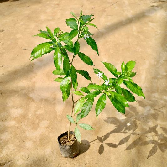 Chandni desi | 5 inch nursery bag