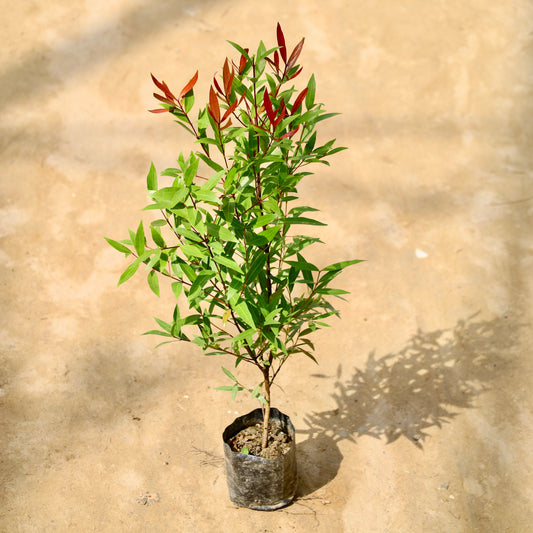 Syzygium Red (2 ft) | 6 inch nursery bag