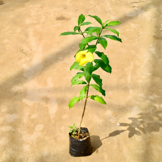 alamanda yellow | 6 inch nursery bag