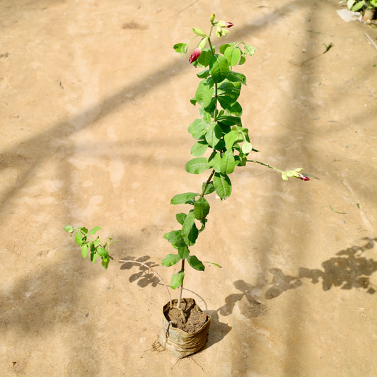 alamanda Purple | 8 inch nursery bag