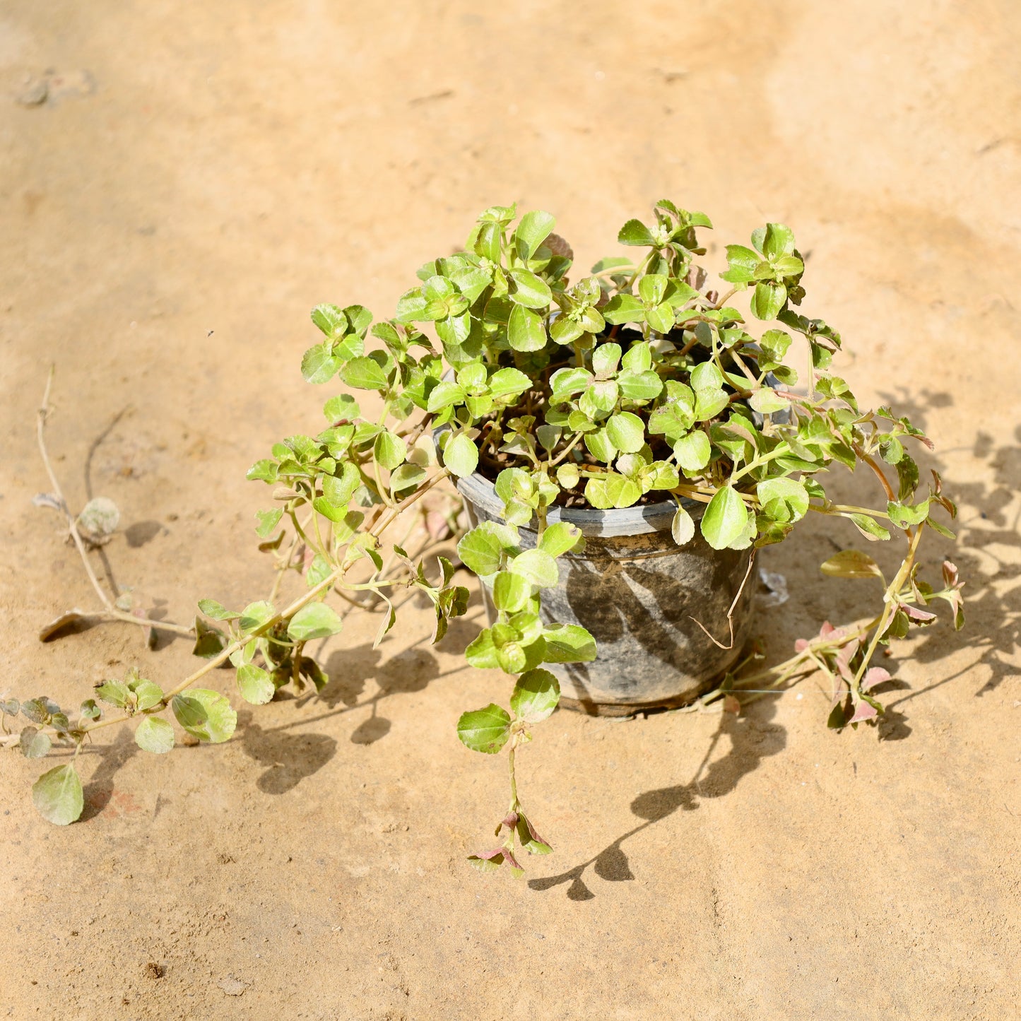 Trailling Jade | 4 inch nursery pot