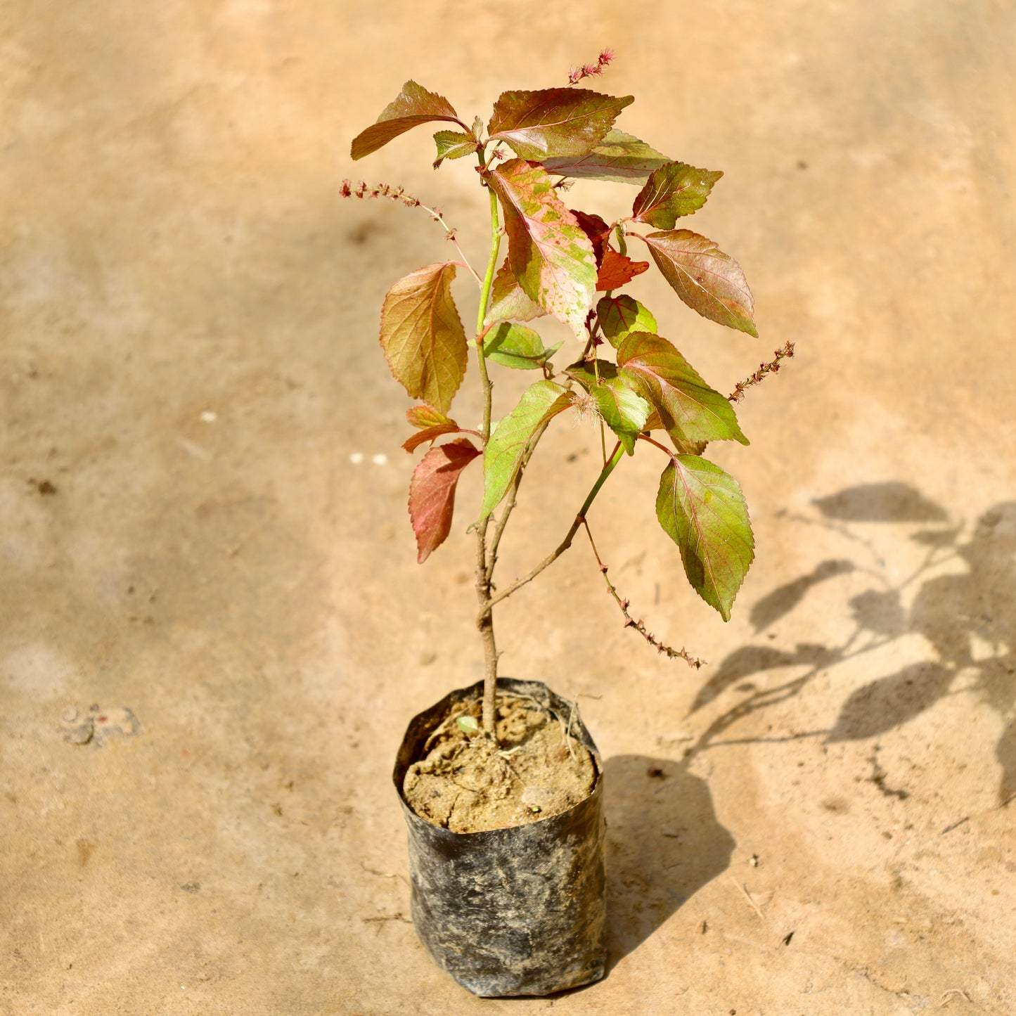 Acalypha Red | 4 inch Nursery Bag