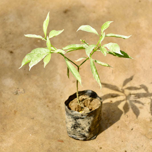 Chandni Varieagated | 4 inch Nursery Bag