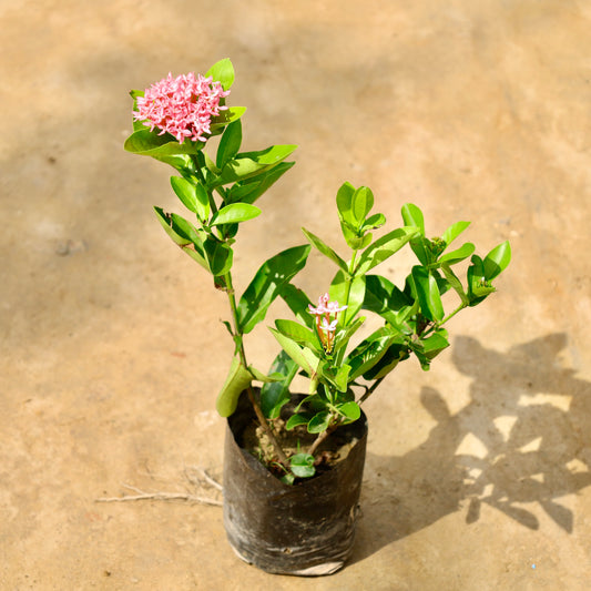 Buy Ixora dwarf Pink | 4 Inch Plant nursery bag โ Outdoor plant online at Limkrt India