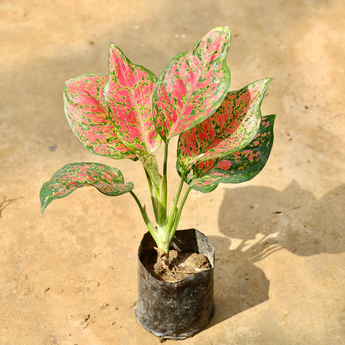 Aglaonema red beauty | 4 inch nursery bag