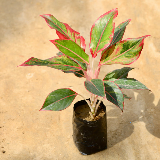 Buy Aglaonema Lipstick | 4 Inch Plant nursery bag โ Outdoor plant online at Limkrt India