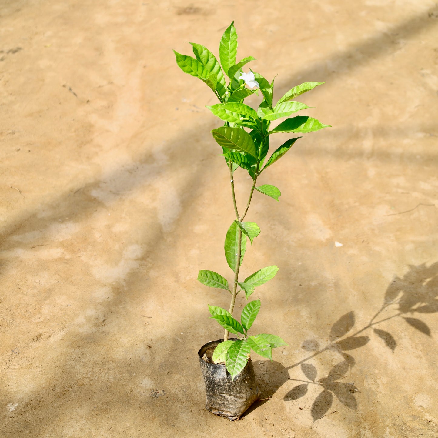 Double chandni | 4 inch nursery bag