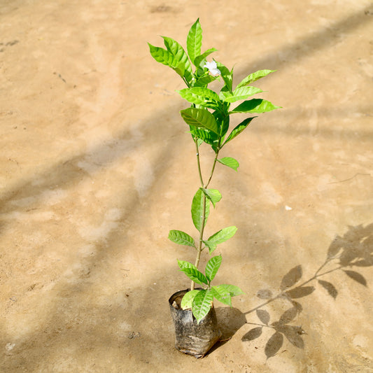 Double chandni | 4 inch nursery bag