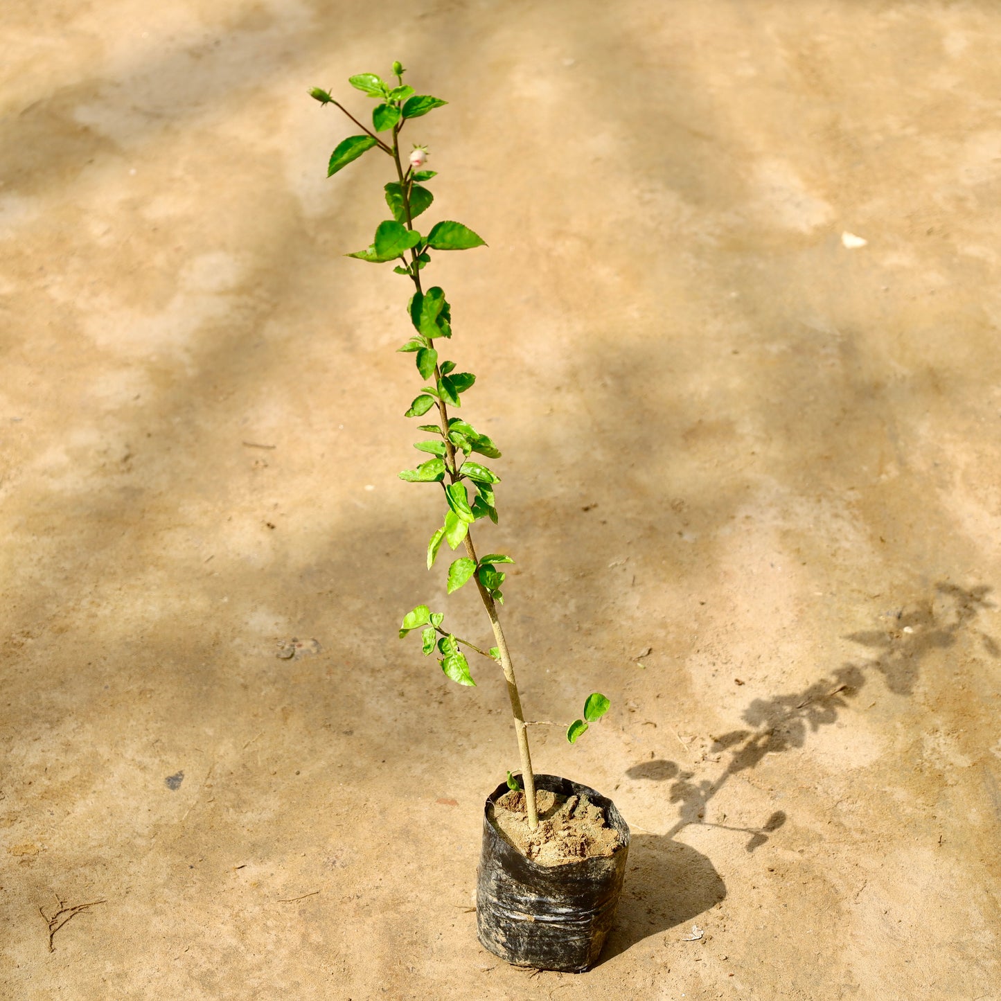 Hibiscus pink | 4 inch nursery bag