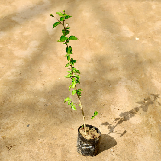 Hibiscus pink | 4 inch nursery bag