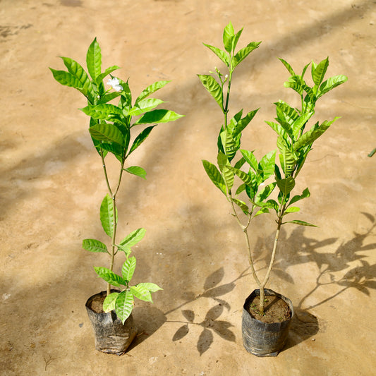 Set of to double chandni | 4 inch nursery bag