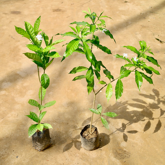 Set of to chandni double and desi | 4 inch nursery bag