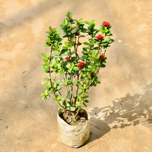 Buy Ixora chinese red | 8 Inch Plant nursery bag โ Outdoor plant online at Limkrt India