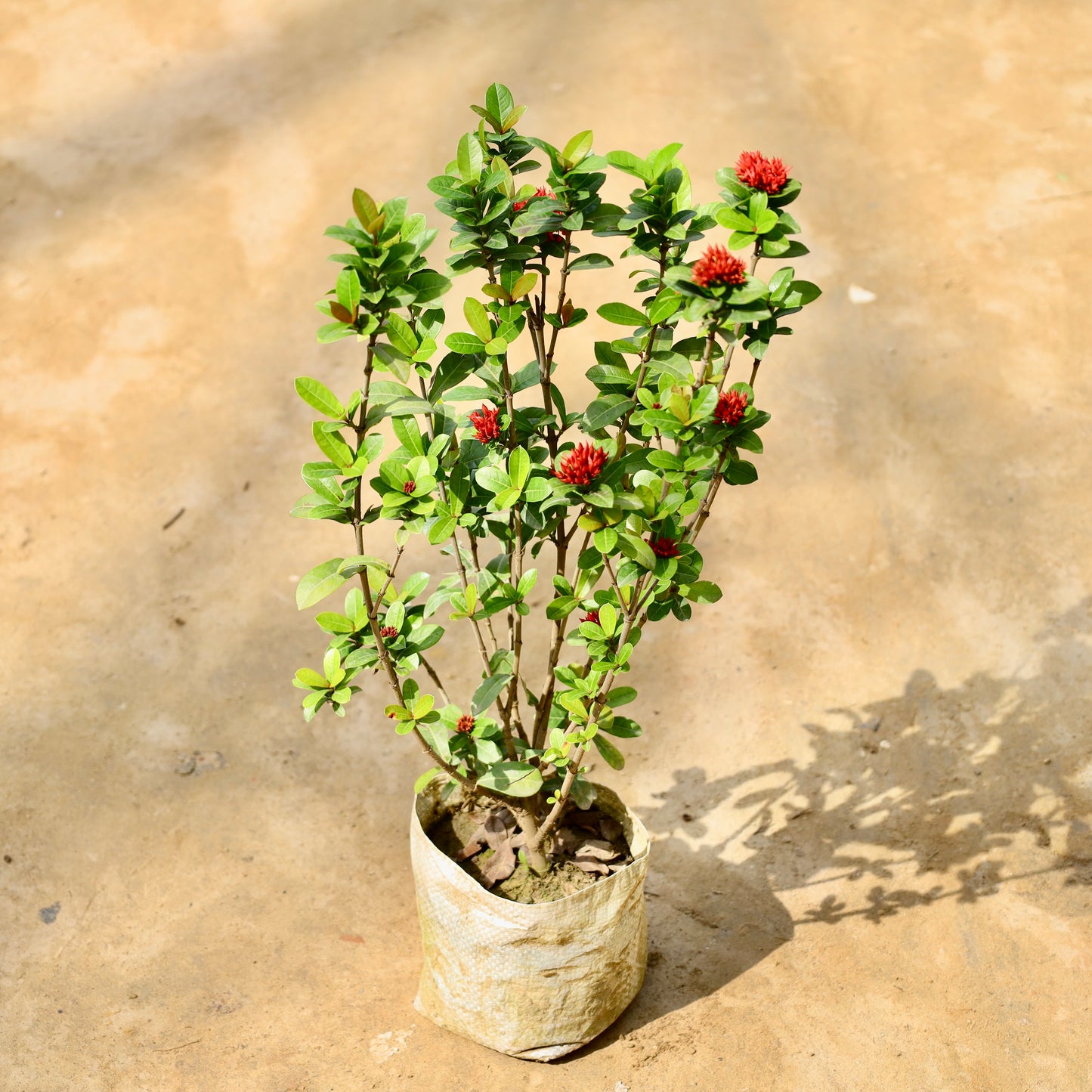 Ixora chinese red | 8 inch nursery bag