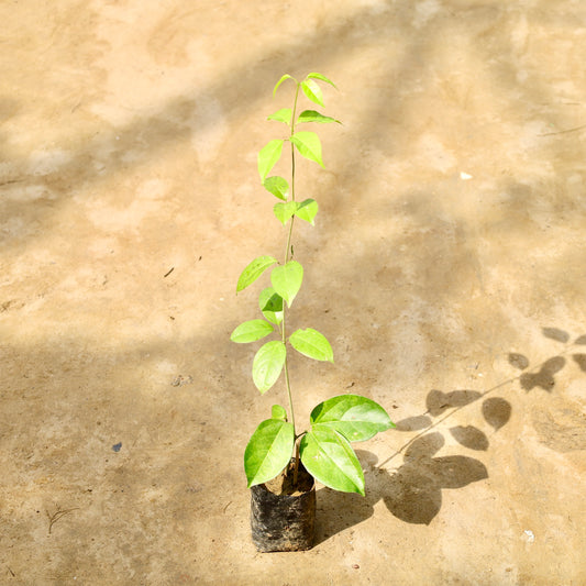 Lassan bel | 4 inch nursery bag