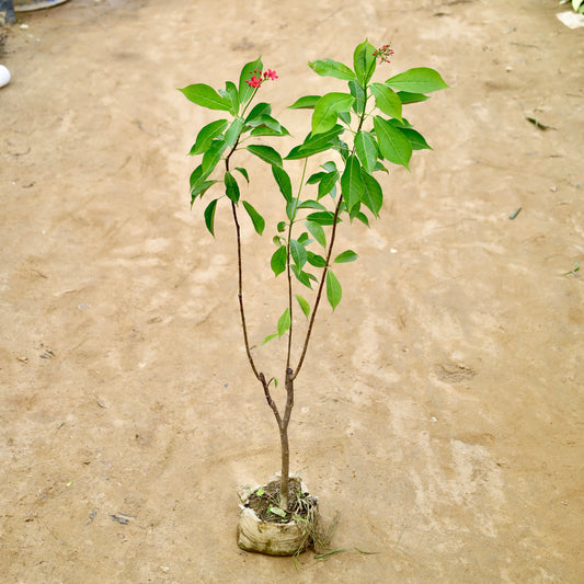 Jatropha desi red | 8 inch nursery bag