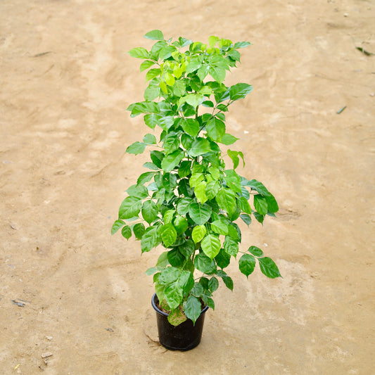 China doll / Radermachera | 8 inch nursery pot