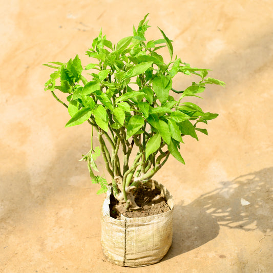 Pedilenthus / Devil's Backbone | 8 inch nursery bag