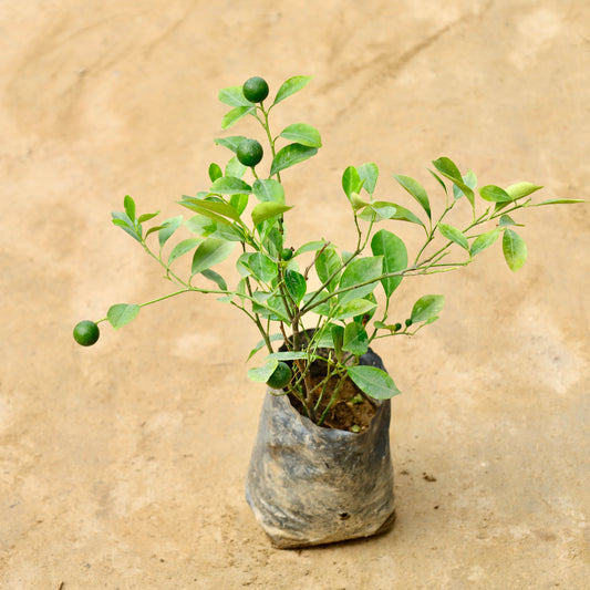 China orange | 4 inch nursery bag