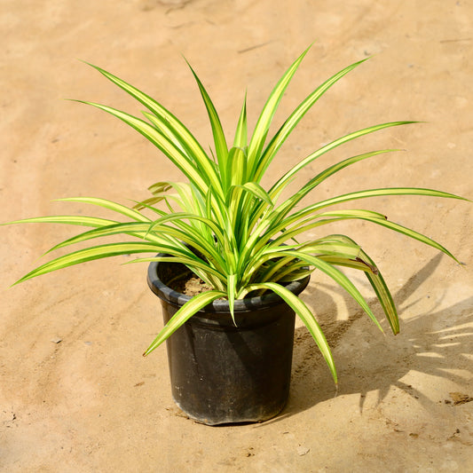 Pandanus / Golden spider | 8 inch nursery pot