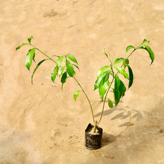 Chandni desi | 4 inch nursery bag