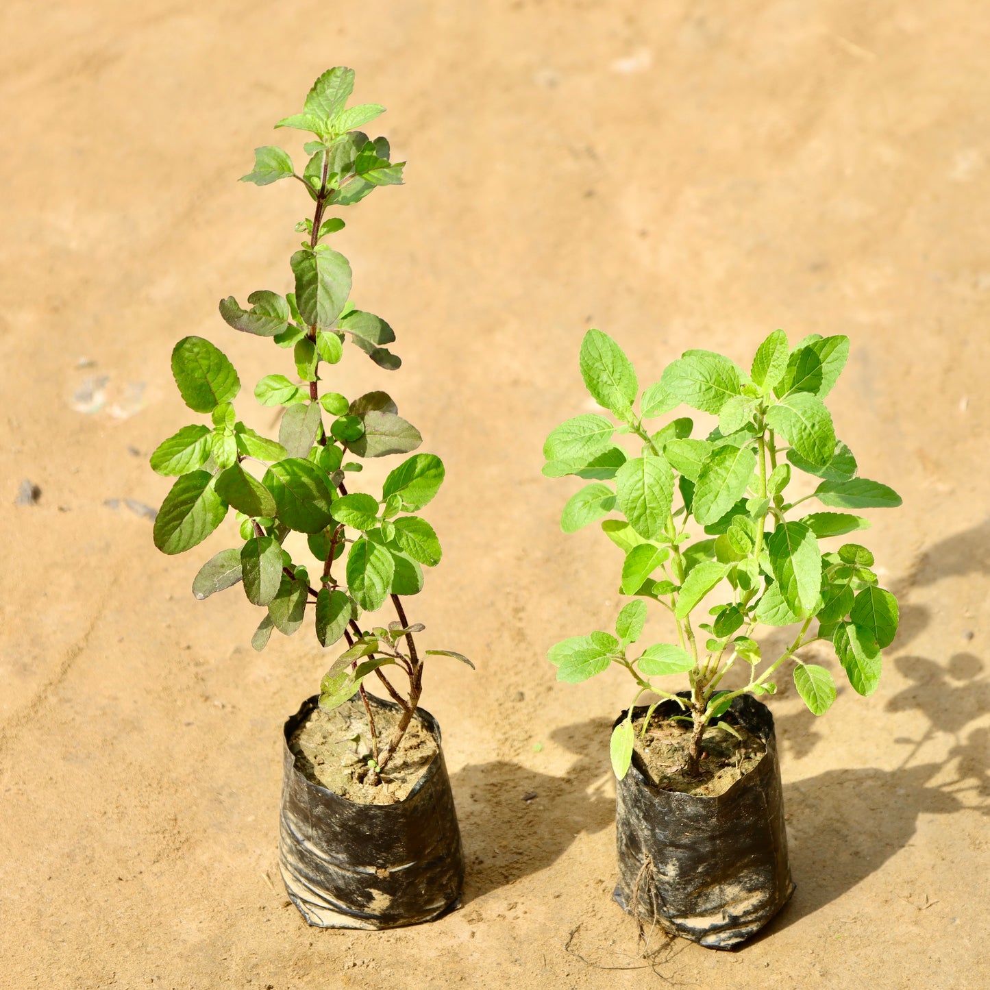 Set of 2 rama and shyama tulsi | 4 inch nursery bag