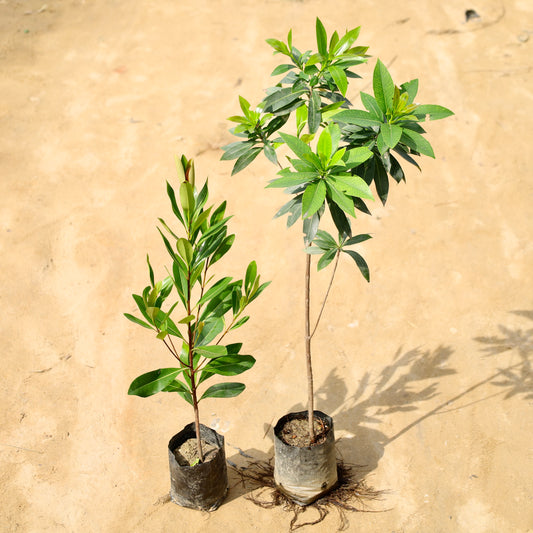 Set of 2 first Love red and yellow | 5 inch nursery bag