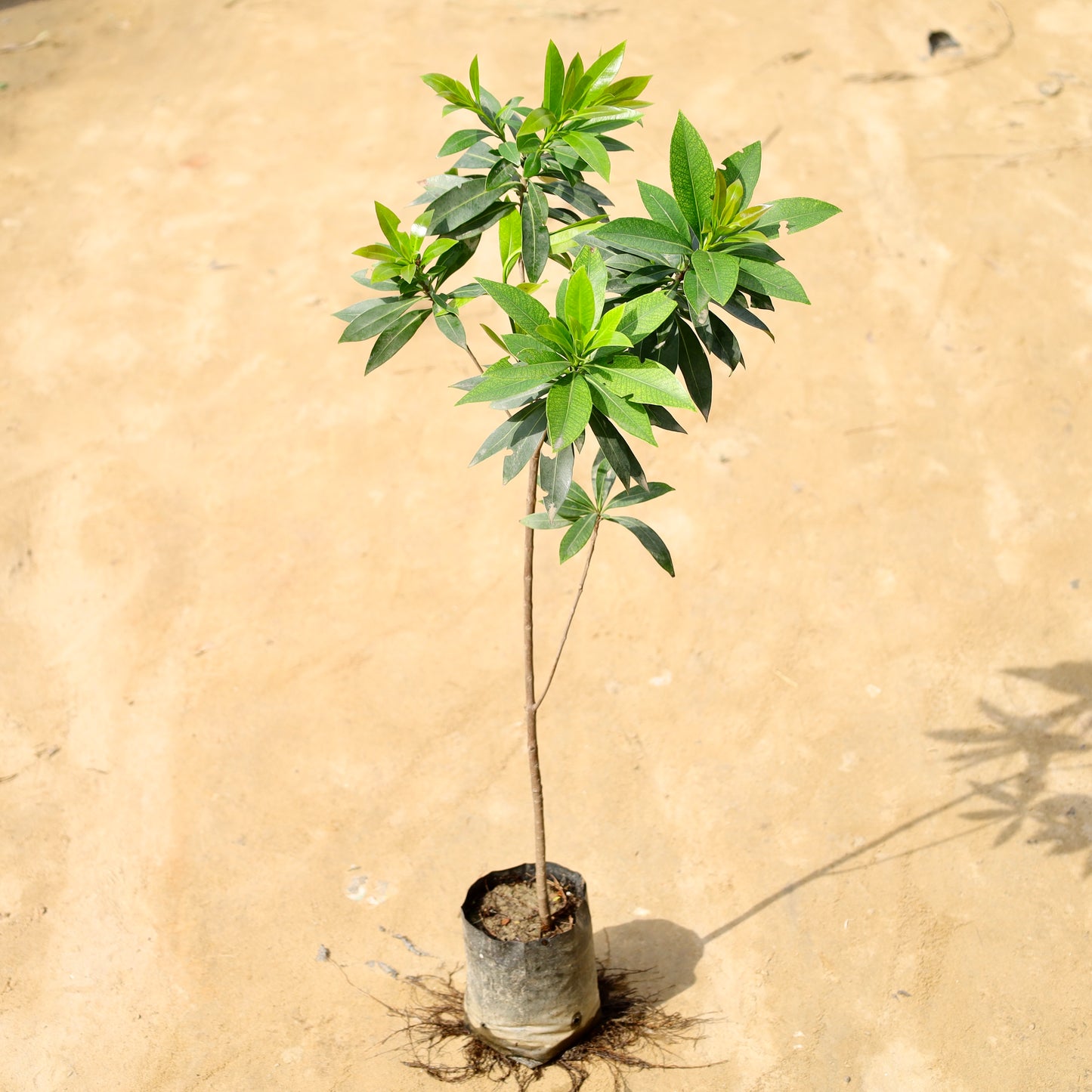 First love yellow | 5 inch nursery bag