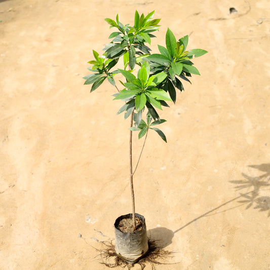 First love yellow | 5 inch nursery bag