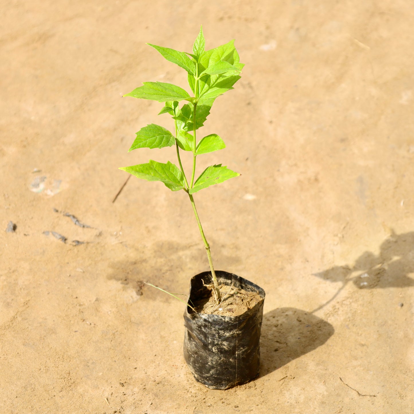 Harsingar / Parijat | 4 inch nursery bag