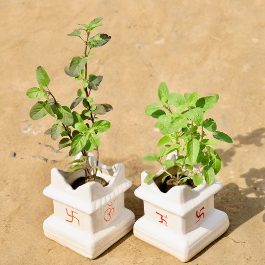 Set of to Rama and shyama tulsi | 5*6 inch tulsi ceramic planter (any color)