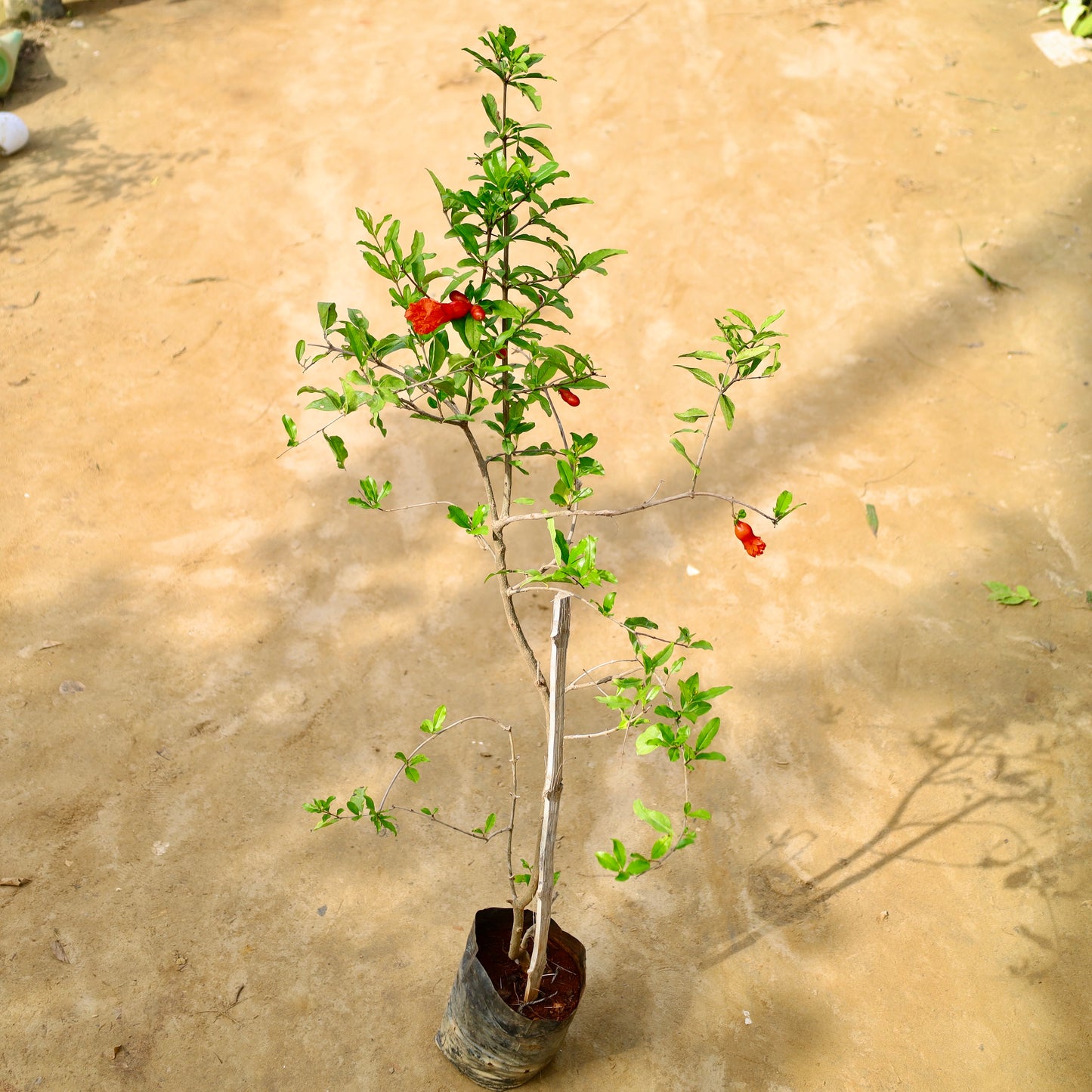 Pomegranate / Anar red | 8 inch nursery bag