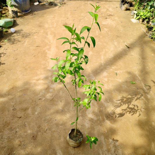 Raat ki rani / Night Blooming Jasmin | 6 inch nursery bag
