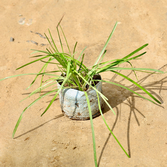 Rain lily pink | 4 inch nursery bag