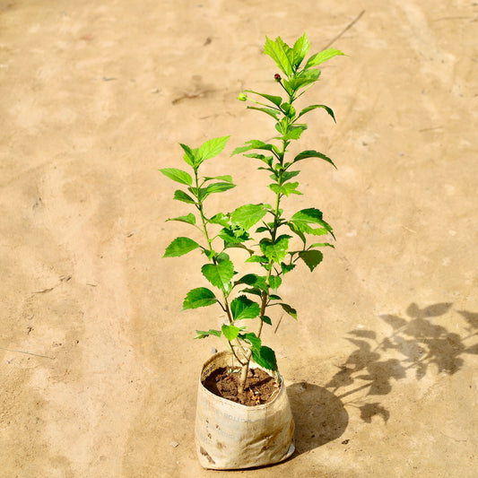 Hibiscus red double petal | 8 inch nursery bag